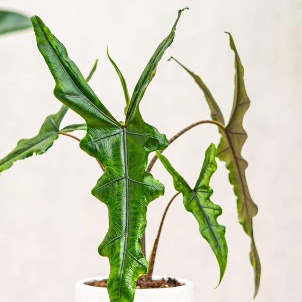 Alocasia Sabrina, Mini Tropical Houseplant - Rare Indoor Plant, Easy Care Aroid, Live 2" Starter Plant, Unique Foliage