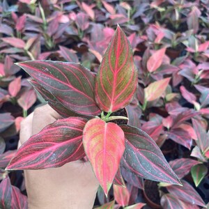 Aglaonema Red Vein (rare Plant) - Live Indoor Tropical Plant