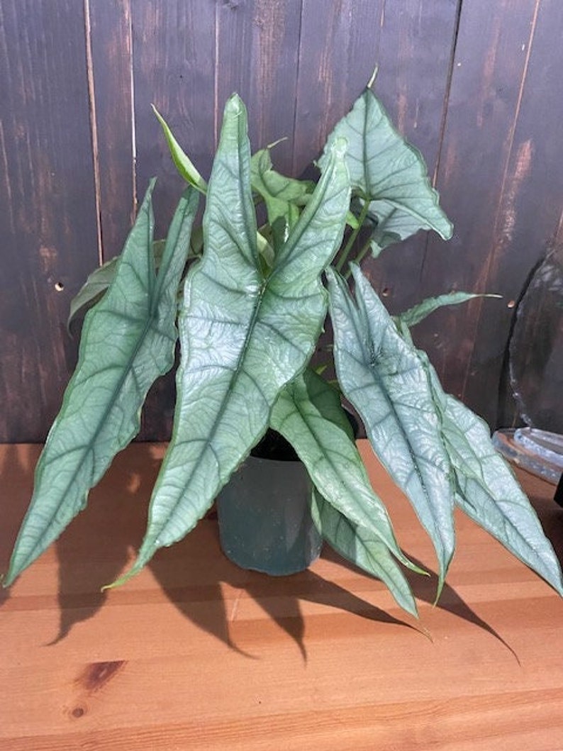 Alocasia Heterophylla Dragons Breath : Indoor Plants Easy Care Houseplant Starter Plant ,Live Indoor, Easy to Grow Beginner Plant 6" Pot inches