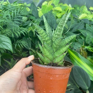 May include: A small potted snake plant with green and white striped leaves. The plant is in a brown plastic pot.