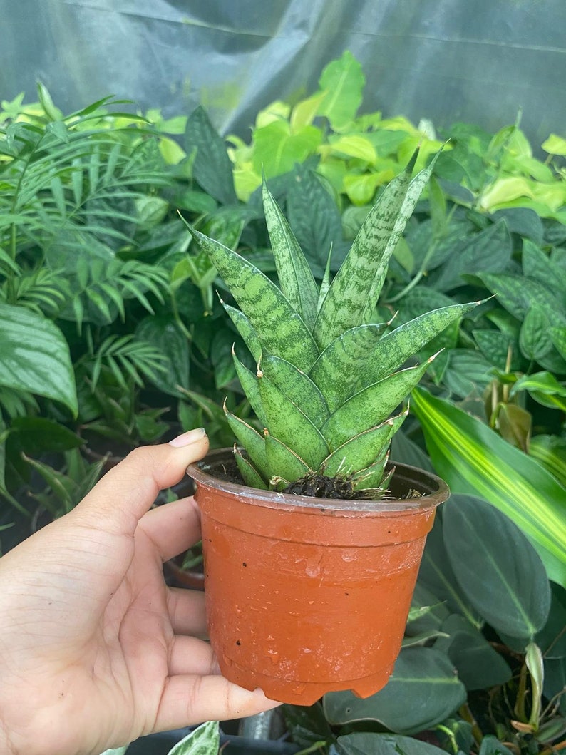 May include: A small potted snake plant with green and white striped leaves. The plant is in a brown plastic pot.