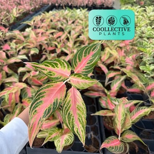 Aglaonema Variegated - Etsy