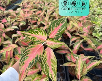 Aglaonema Pink Panama Houseplant | Live Indoor Plant | Striking Variegated Leaves | Tropical Home Decor Plant