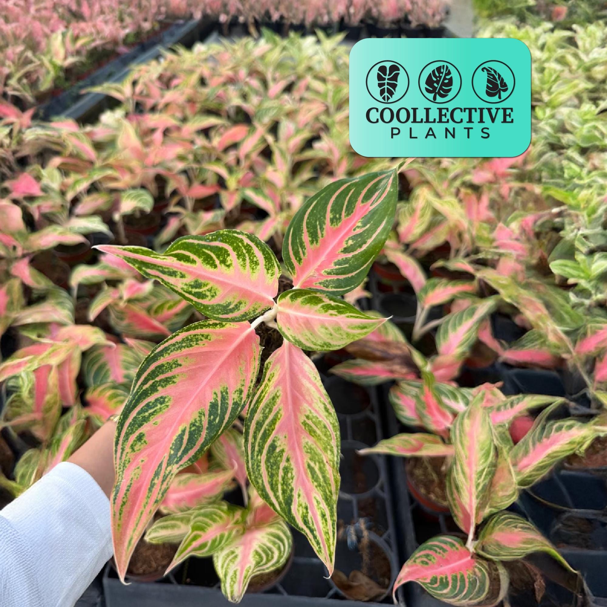 Aglaonema Pink Panama Houseplant | Live Indoor Plant | Striking