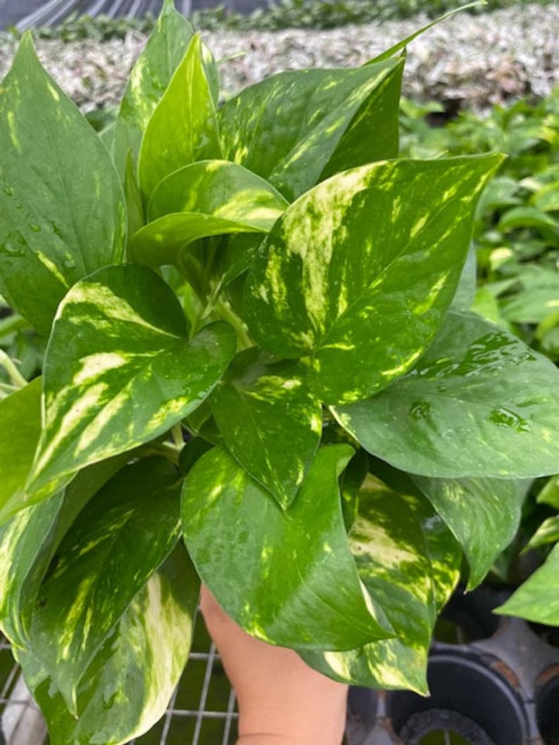 Coollective Plants Pothos Houseplant - Thumbnail 4