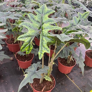 Alocasia Jacklyn &quot;Rare Plant&quot; :  Indoor Plants - Easy Care Houseplant - Starter Plant ,Live Indoor, Easy to Grow - Beginner Plant