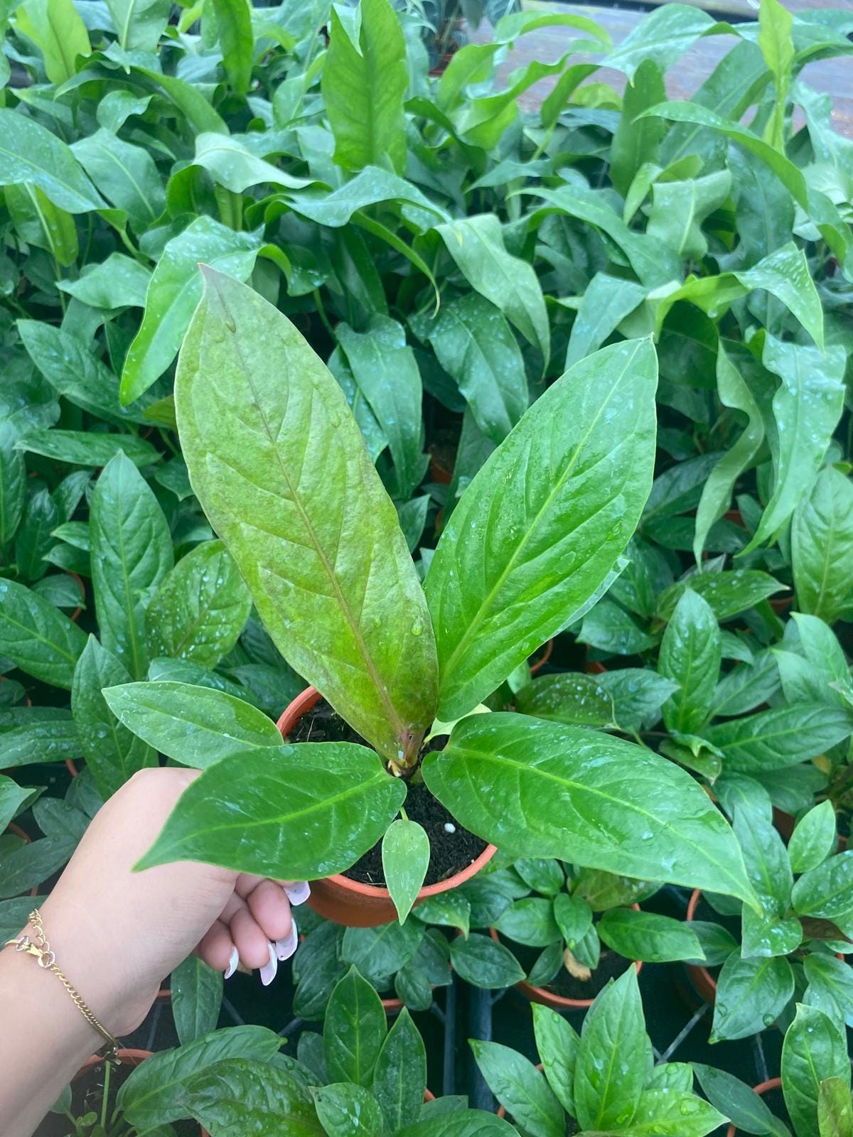 Anthurium Red Flag: Exotic Indoor Houseplant, Rare Live Tropical Plant -  Etsy