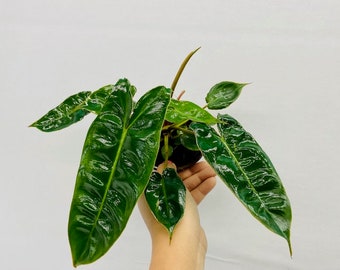 Philodendron Billietiae Croat : Indoor Plants - Easy Care Houseplant - Starter Plant ,Live Indoor, Easy to Grow - Beginner Plant