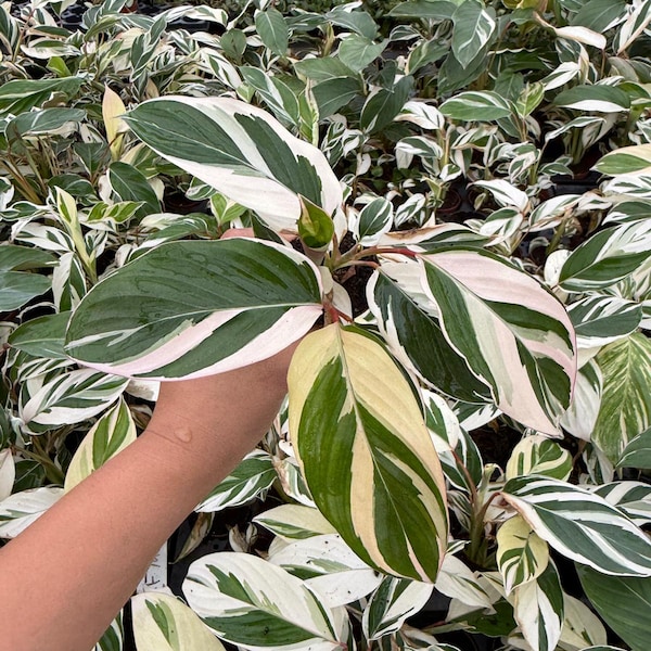 Maranta Arundinacea Variegated : plante de prière exotique – plante tropicale d'intérieur rare