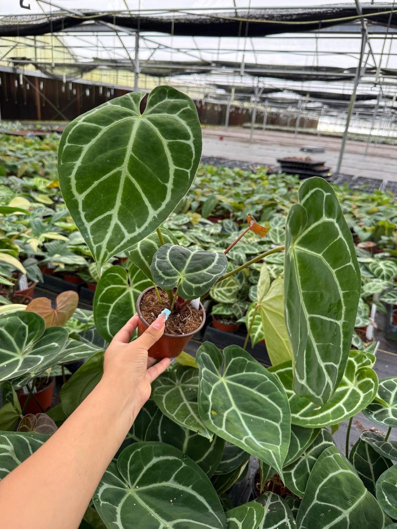 Coollective Plants Anthurium Magnificum Plant - Thumbnail 2