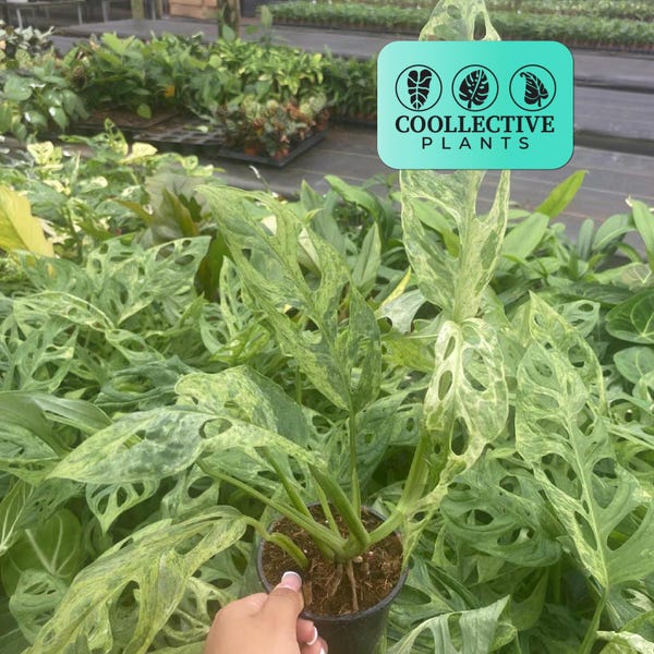 Monstera Adansonii Mint - rare plant