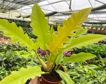 Philodendron Golden Crocodile :  Indoor Plants - Easy Care Houseplant - Starter Plant ,Live Indoor, Easy to Grow - Beginner Plant