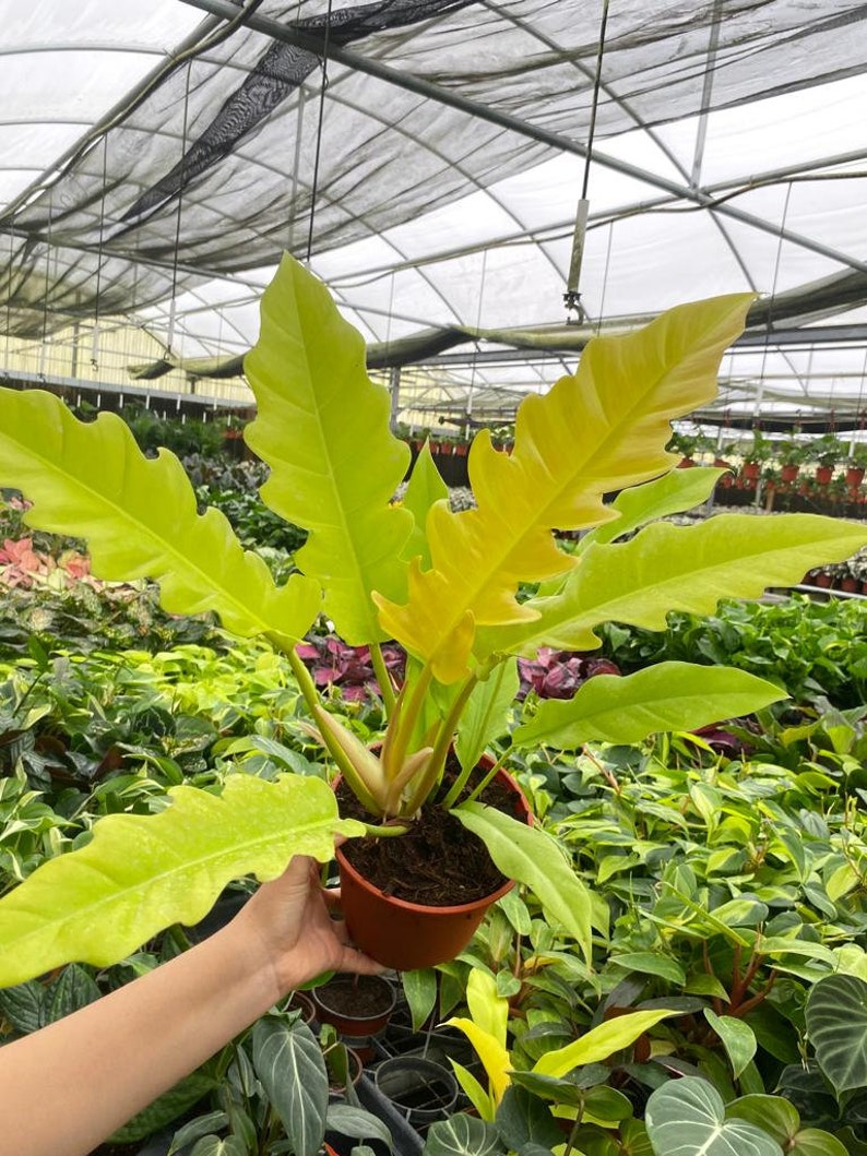Coollective Plants Philodendron Crocodile - Thumbnail 5