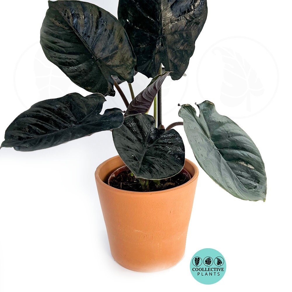 Alocasia Infernalis (black Panther) *** RARE PLANT*** - Etsy
