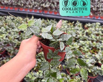 Hoya Krohniana Splash Live Plant – Rare Mini Trailing Hoya – Beginner Friendly Indoor Houseplant