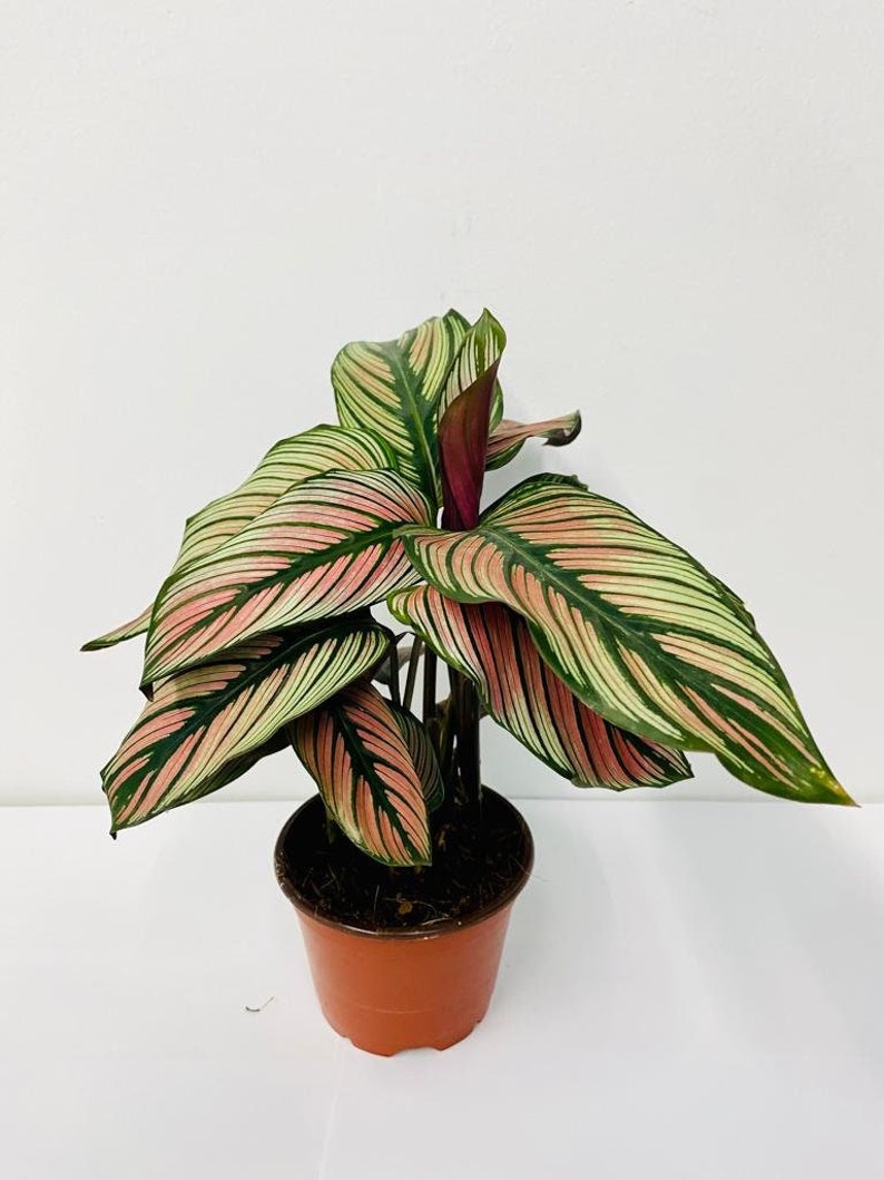 Calathea White star : Indoor Plants Easy Care Houseplant Starter Plant ,Live Indoor, Easy to Grow Beginner Plant image 2