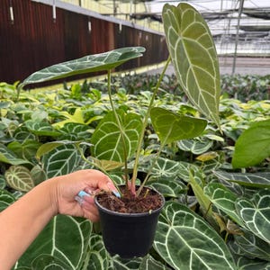 May include: A potted Anthurium clarinervium plant with large, heart-shaped leaves. The leaves are a deep green with prominent white veining. The plant is in a black plastic pot, and the background shows other plants in a greenhouse setting.