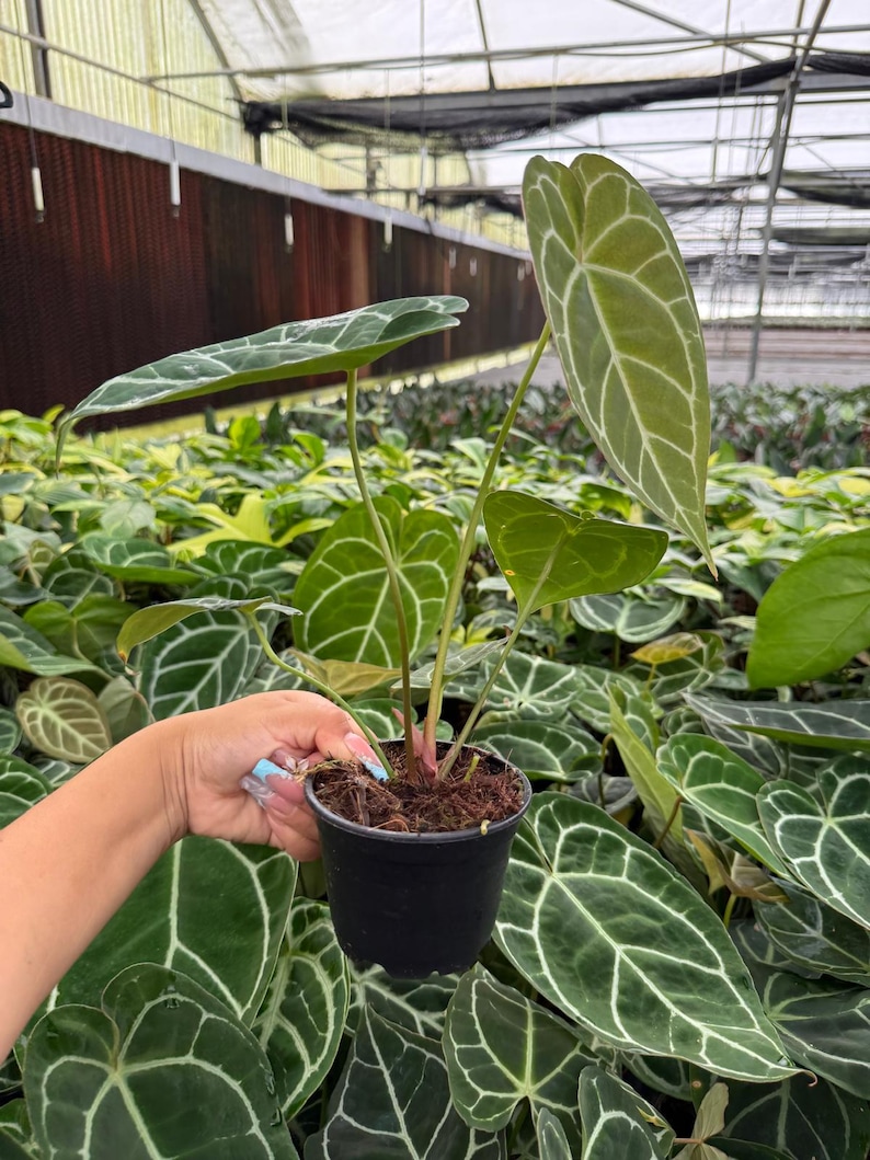 May include: A potted Anthurium clarinervium plant with large, heart-shaped leaves. The leaves are a deep green with prominent white veining. The plant is in a black plastic pot, and the background shows other plants in a greenhouse setting.