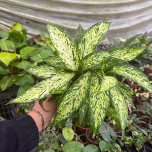 May include: A close-up of a Dieffenbachia plant with large, variegated leaves. The leaves are a vibrant green with irregular patterns of creamy white. The plant is in a small brown pot, surrounded by other plants in a greenhouse setting.