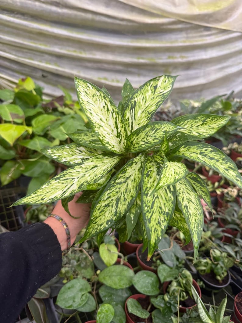 May include: A close-up of a Dieffenbachia plant with large, variegated leaves. The leaves are a vibrant green with irregular patterns of creamy white. The plant is in a small brown pot, surrounded by other plants in a greenhouse setting.
