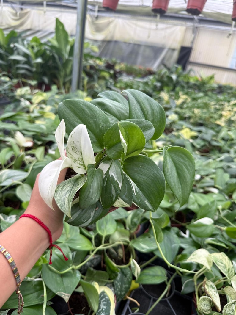 Coollective Plants Scindapsus Treubii - Thumbnail 2