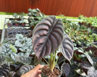 Alocasia Red Secret 'Cuprea' :  Indoor Plants - Easy Care Houseplant - Starter Plant ,Live Indoor, Easy to Grow - Beginner Plant