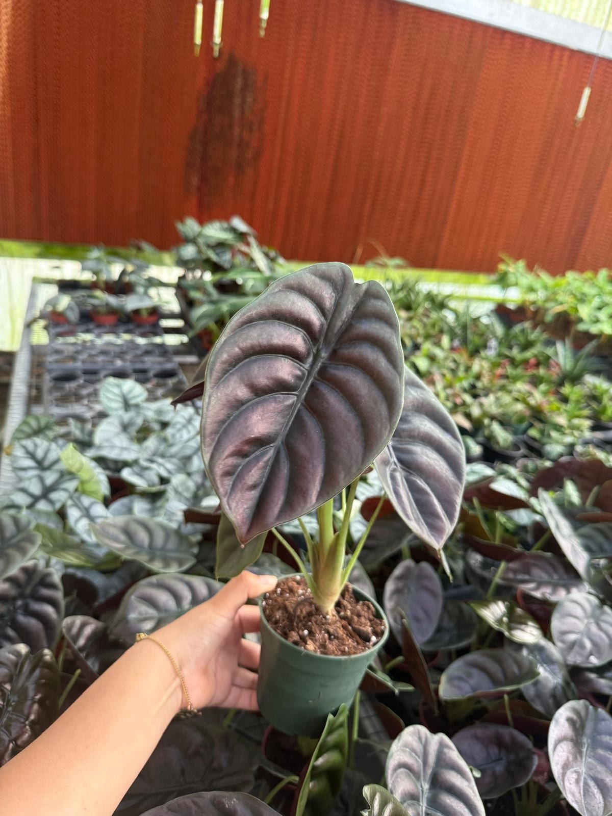 Alocasia Red Secret 'cuprea' : Indoor Plants - Easy Care