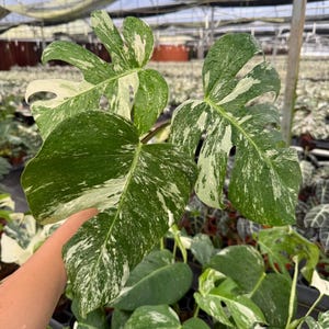 May include: Close-up of a variegated Monstera plant with large, split leaves. The leaves are a vibrant green, heavily speckled and splashed with creamy white. The plant is in a greenhouse setting, with other plants visible in the background.