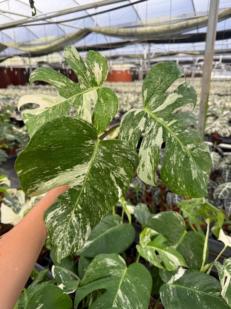 May include: Close-up of a variegated Monstera plant with large, split leaves. The leaves are a vibrant green, heavily speckled and splashed with creamy white. The plant is in a greenhouse setting, with other plants visible in the background.