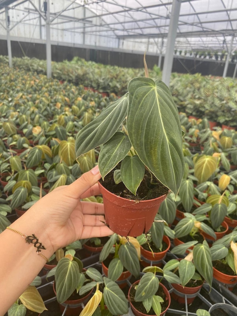 K&ouml;nnte beinhalten: Eine Philodendron melanochrysum Pflanze mit samtigen, dunkelgr&uuml;nen, herzf&ouml;rmigen Bl&auml;ttern und markanten hellgr&uuml;nen Blattadern, eingetopft in einen kleinen, runden, terrakottafarbenen Kunststofftopf mit Entw&auml;sserungsschlitzen am Boden.