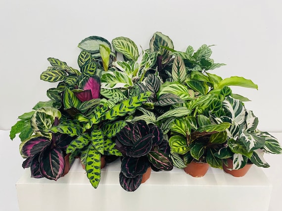 efeutute weiß panaschiert Epipremnum pinnatum 