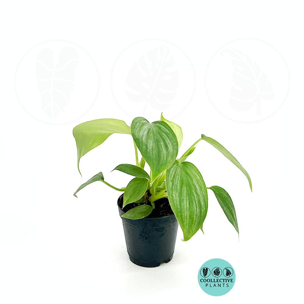 secret life of plants stevie Stevie Wonder