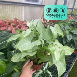 Syngonium White Butterfly: Live Indoor Tropical Plants - Easy Care Houseplant - Green Arrow-Shaped Leaves, Easy to Grow - Beginner Plant
