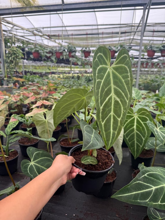 aglaonema cutlass Aglaonema 'Cutlass'  Heron's Head Nursery