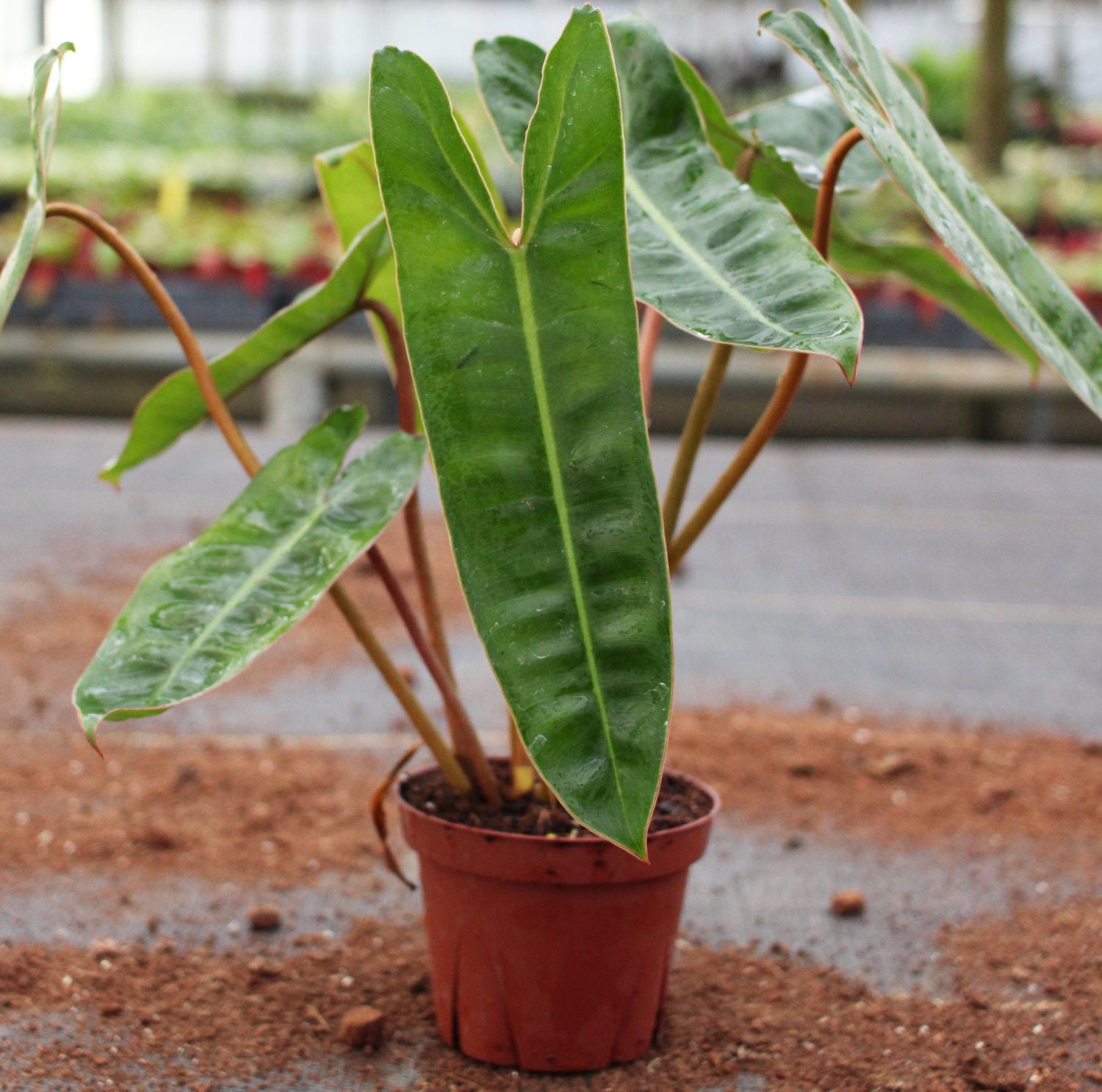 Philodendron Billietiae Croat - Live Indoor Houseplant  Easy Care Tropical  Starter Plant, Low Light Beginner Friendly Foliage - Etsy