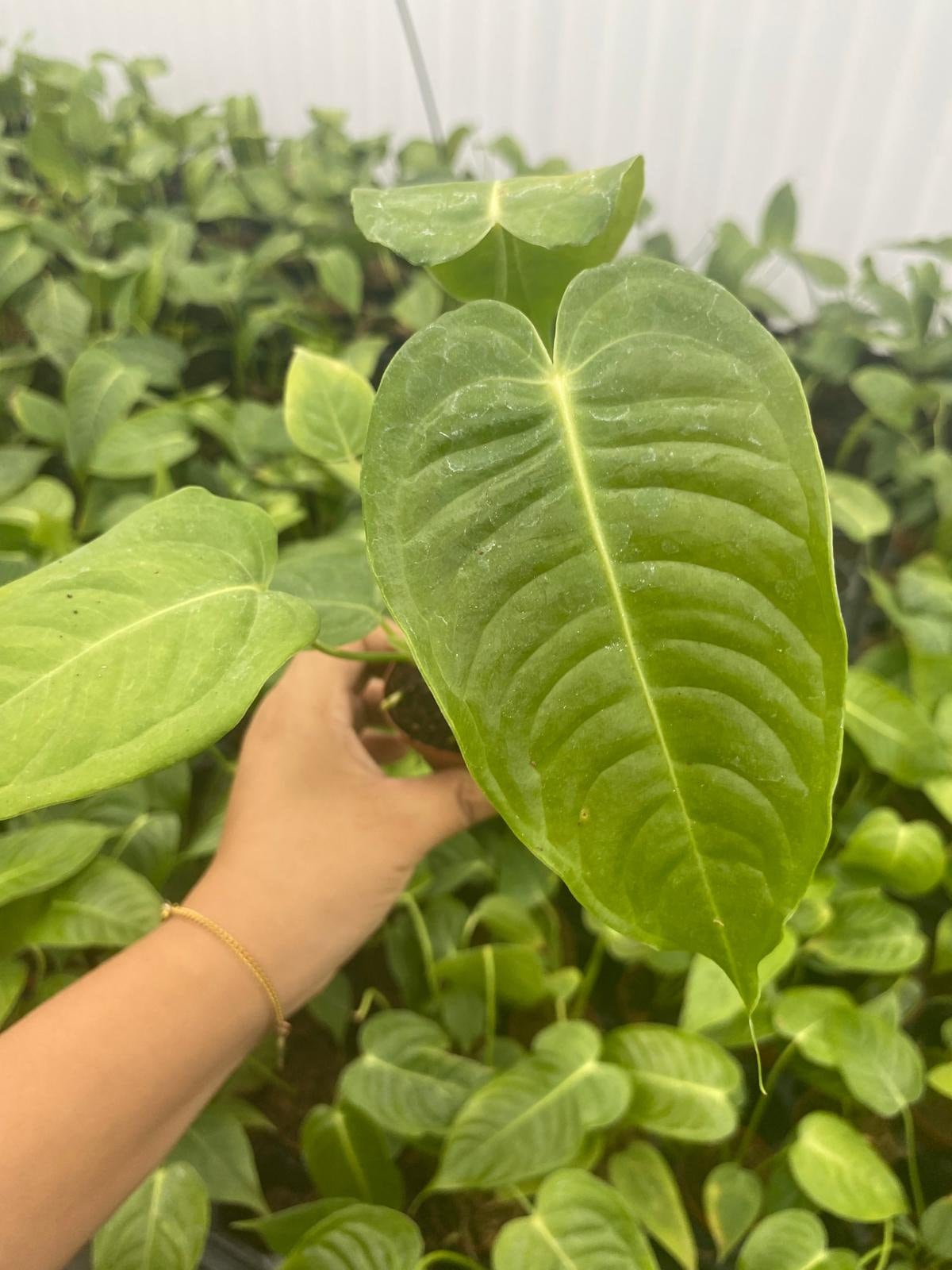 Anthurium Veitchii Narrow - Etsy Anthurium Veitchii Narrow - Etsy
