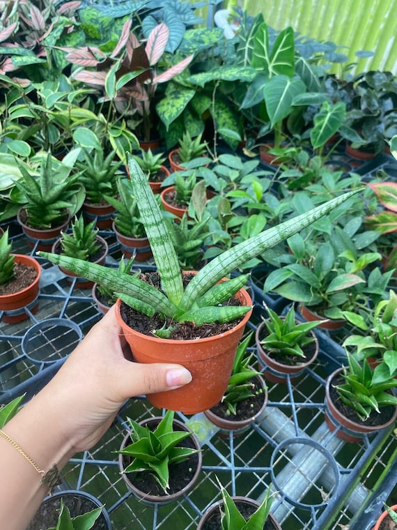 Sansevieria Boncellensis : Compact Snake Plant  Live Indoor Succulent,  Easy Care and Low Light Beginner Houseplant - Etsy