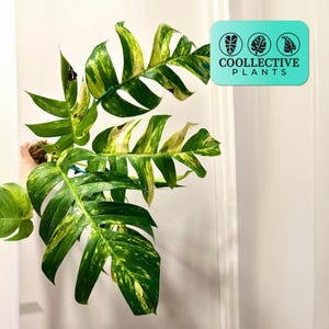 Epipremnum Golden Flame: Low Maintenance Tropical Indoor Live Plant – Beginner Friendly