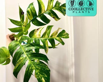 Epipremnum Golden Flame: Low Maintenance Tropical Indoor Live Plant – Beginner Friendly