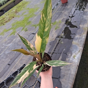 以下が含まれることがあります： 緑、黄色、ピンクの色合いの長い斑入りの葉を持つ鉢植え。植物は黒い鉢に入っており、葉には印象的な模様があります。背景には、温室にいる他の植物が写っています。