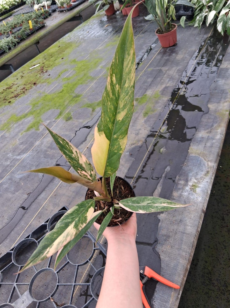 以下が含まれることがあります： 緑、黄色、ピンクの色合いの長い斑入りの葉を持つ鉢植え。植物は黒い鉢に入っており、葉には印象的な模様があります。背景には、温室にいる他の植物が写っています。