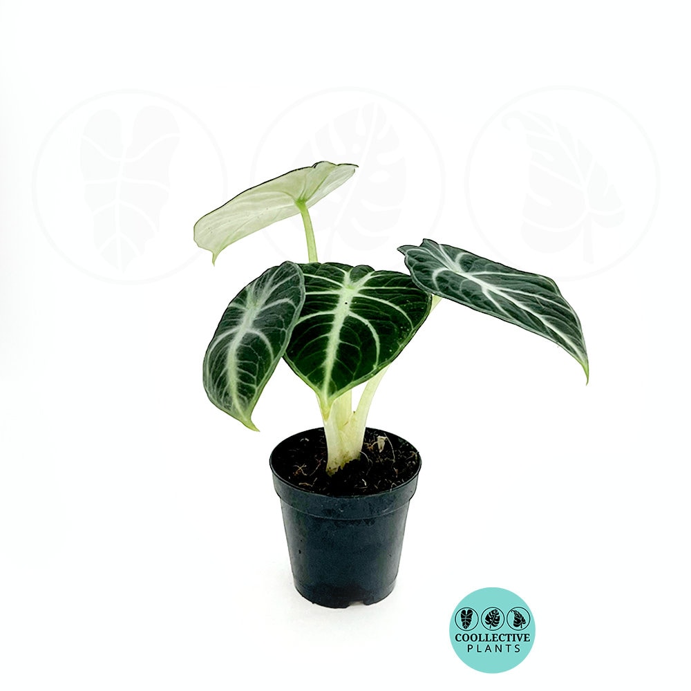 Alocasia Ninja : Indoor Plants - Easy Care Houseplant - Starter