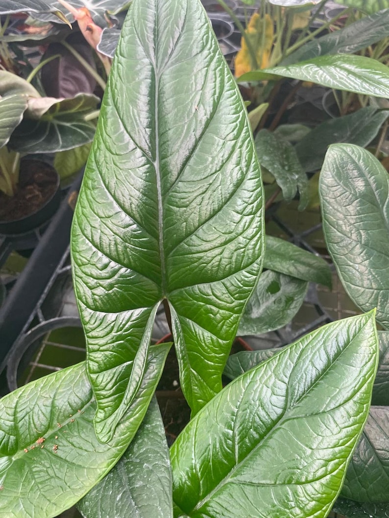 Coollective Plants Alocasia Scalprum - Thumbnail 3