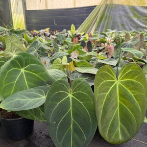 Anthurium Forgetii X Clarinervium - Etsy