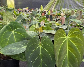 Anthurium Red Crystallinum X SKG Silver – Hybrid Velvet Leaf Aroid