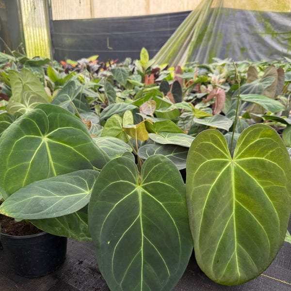 Anthurium Forgetii x Crystallinum: Rare Hybrid Anthurium - Live Aroid Houseplant, Collector Tropical Plant Gift