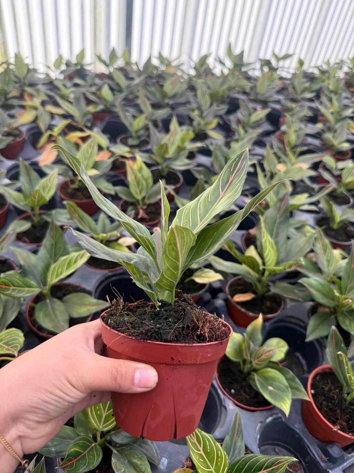 Aglaonema Red Vein : Red Leaf Tropical Chinese Evergreen – Indoor