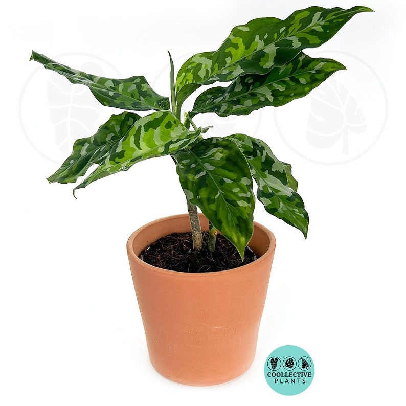 May include: A potted Aglaonema plant with large, patterned green and silver leaves. The plant is in a terracotta pot, set against a white background. The plant has a few stems and is a houseplant.