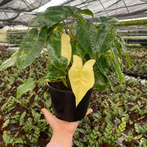 Philodendron Burle Marx Variegated, Tropical Indoor Plant - Rare Houseplant, Easy Care Starter Plant, Beginner Friendly, Live Plant afbeelding 11