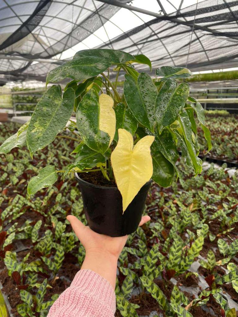 Philodendron Burle Marx Variegated, Tropical Indoor Plant - Rare Houseplant, Easy Care Starter Plant, Beginner Friendly, Live Plant afbeelding 11